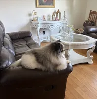 AKC Joey, a male Pomeranian for sale in Wilmington, NC – 5 of 5