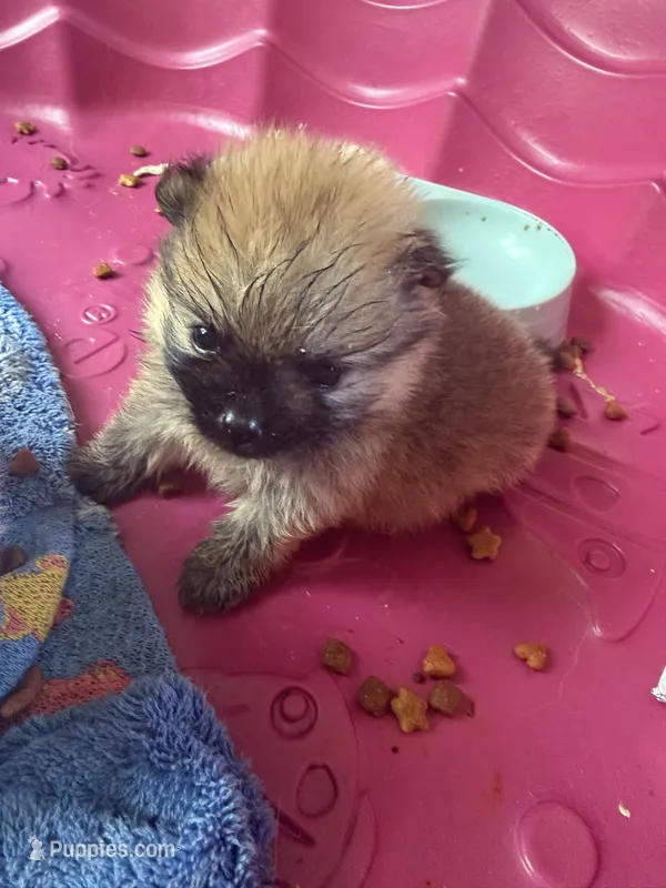 Duke – Pomeranian puppy for sale in Swansboro, NC