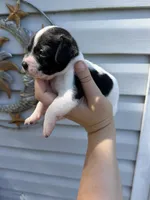CKC Bella, a female Chihuahua for sale in Hubert, NC – 2 of 4