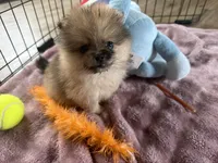 Indigo CKC, a female Pomeranian for sale in Wilmington, NC – 5 of 7