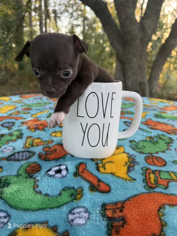CKC Micro Milo 🐾 💖  – Chihuahua puppy for sale in Hubert, NC