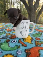 CKC Micro Milo 🐾 💖 , a male Chihuahua for sale in Hubert, NC – 1 of 6
