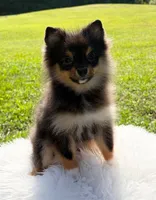 AKC *Full Registration* Mia, a female Pomeranian for sale in Wilmington, NC – 3 of 4