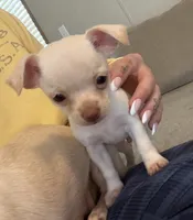 CKC Gizmo, a male Chihuahua for sale in Jacksonville, NC – 3 of 4