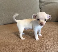 CKC Gizmo, a male Chihuahua for sale in Jacksonville, NC – 4 of 4