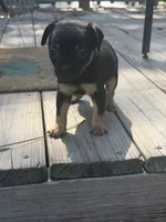 Baela, a female Chiweenie for sale in Wilmington, NC – 5 of 9