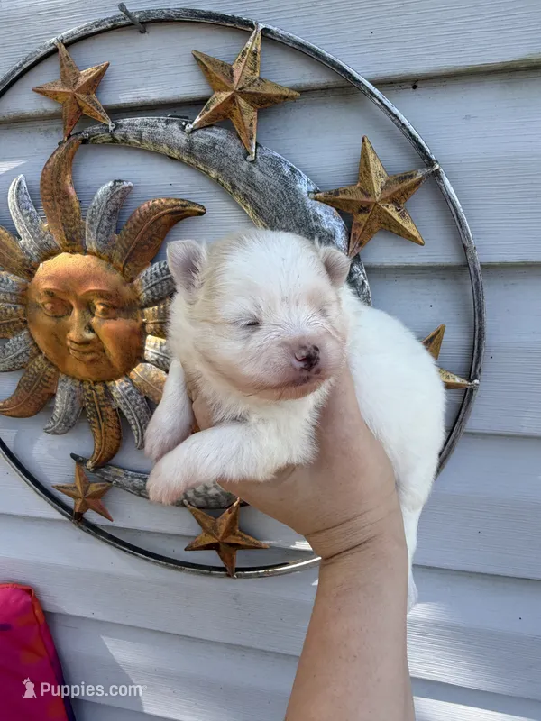 AKC Polar Bear  – Pomeranian puppy for sale in Hubert, NC