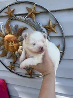 AKC Polar Bear , a male Pomeranian for sale in Hubert, NC – 1 of 3