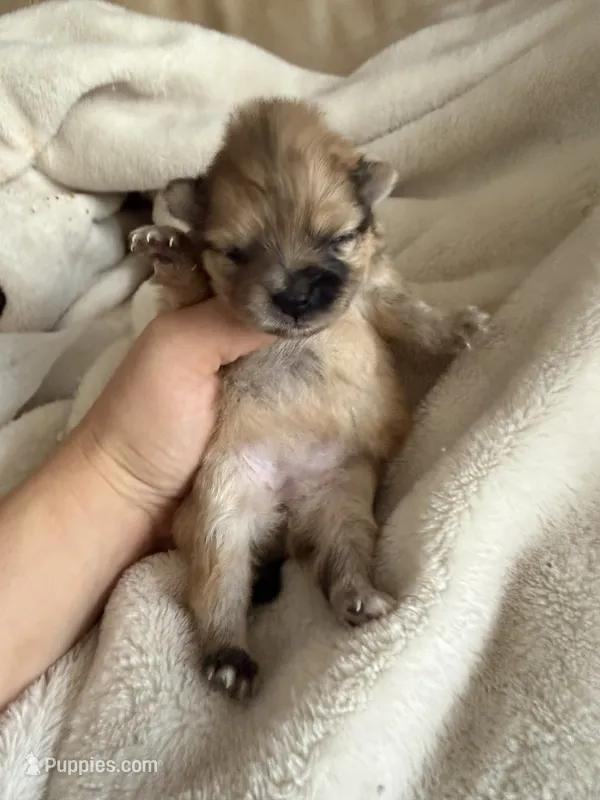 Duchess – Pomeranian puppy for sale in Swansboro, NC