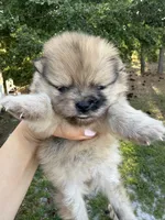 Duchess, a female Pomeranian for sale in Swansboro, NC – 1 of 5