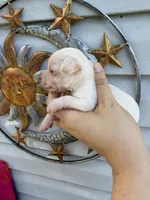 CKC Chico, a male Chihuahua for sale in Hubert, NC – 2 of 4