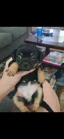 Lana, a female Chiweenie for sale in Wilmington, NC – 2 of 2