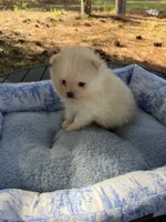 AKC Simba, a male Pomeranian for sale in Hubert, NC – 7 of 7