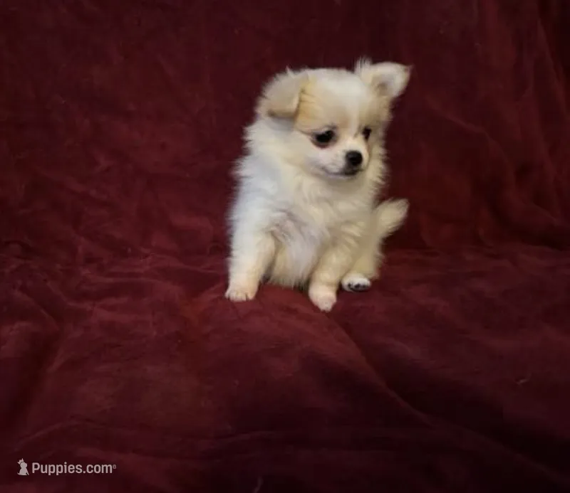 Bella – Pomchi puppy for sale in Swansboro, NC