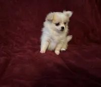 Bella, a female Pomchi for sale in Swansboro, NC – 1 of 3