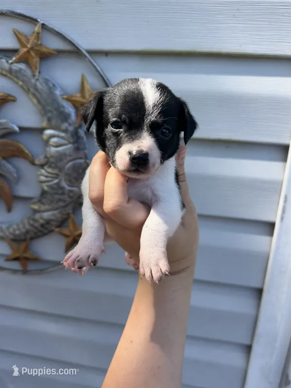 CKC Bella – Chihuahua puppy for sale in Wilmington, NC