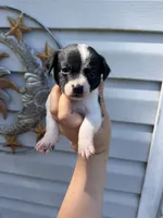 CKC Bella, a female Chihuahua for sale in Hubert, NC – 1 of 4