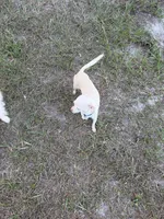 Finley - 3.5 Lbs , a female Chihuahua for sale in Castle Hayne, NC – 3 of 4