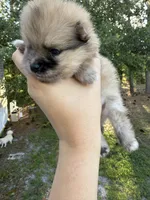 Duchess, a female Pomeranian for sale in Swansboro, NC – 3 of 5