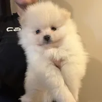 Boo, a male Pomeranian for sale in Swansboro, NC – Photo 3 of 4