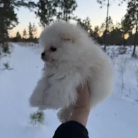 Boo, a male Pomeranian for sale in Swansboro, NC – Photo 2 of 4