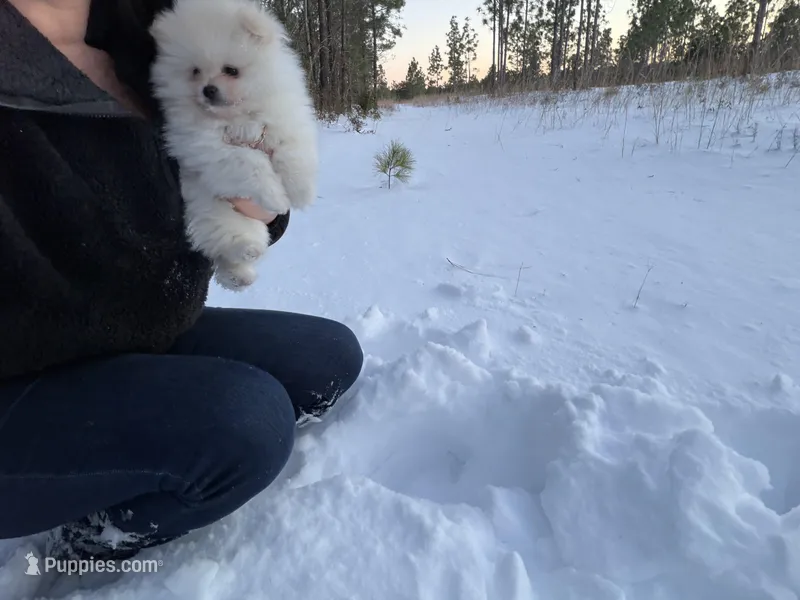 Boo – Pomeranian puppy on hold in Swansboro, NC