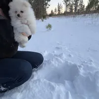 Boo, a male Pomeranian for sale in Swansboro, NC – Photo 1 of 4