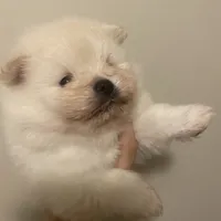 Boo, a male Pomeranian for sale in Swansboro, NC – Photo 4 of 4