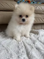 AKC Romeo, a male Pomeranian for sale in Castle Hayne, NC – 5 of 9