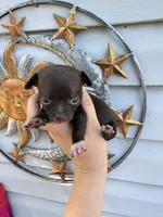 CKC Tank, a male Chihuahua for sale in Wilmington, NC – 1 of 4