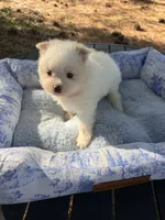 AKC Bear , a male Pomeranian for sale in Hubert, NC – 3 of 4