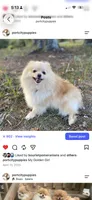 AKC Tank, a male Pomeranian for sale in Wilmington, NC – 4 of 7