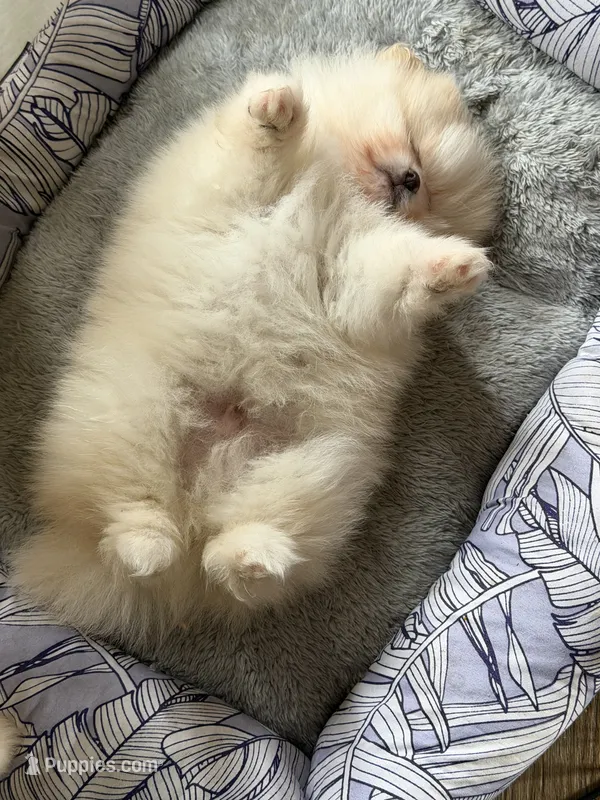 Pending – Pomeranian puppy on hold in Swansboro, NC