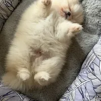 Pending, a male Pomeranian for sale in Swansboro, NC – Photo 1 of 2