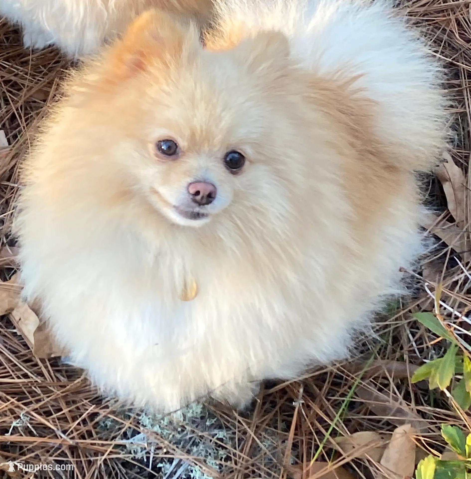 Pending, a male Pomeranian for sale in Swansboro, NC – Photo 2 of 2