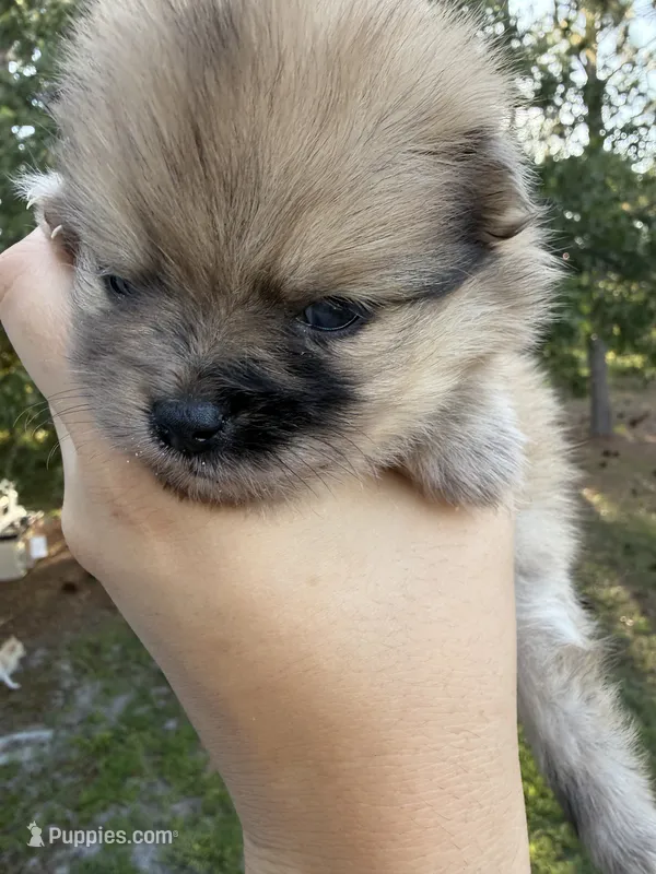 Duchess – Pomeranian puppy for sale in Swansboro, NC