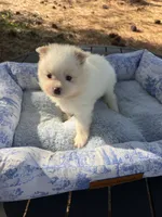 AKC Bear , a male Pomeranian for sale in Hubert, NC – 2 of 4