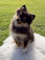 AKC *Full Registration* Mia, a female Pomeranian for sale in Wilmington, NC – 4 of 4