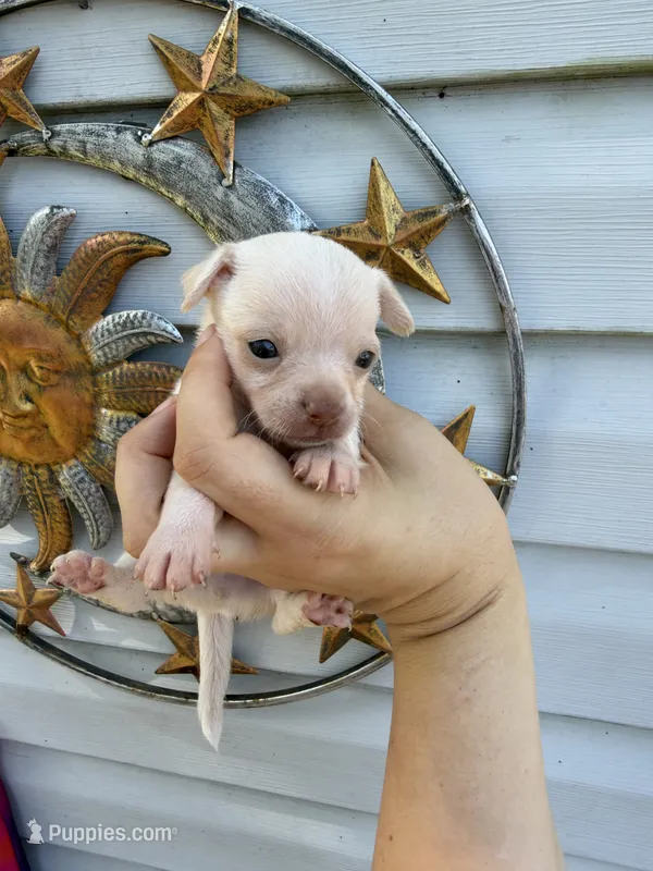 CKC Chico – Chihuahua puppy for sale in Wilmington, NC