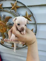 CKC Chico, a male Chihuahua for sale in Hubert, NC – 1 of 4