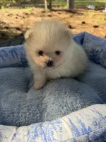 AKC Simba, a male Pomeranian for sale in Hubert, NC – 1 of 7