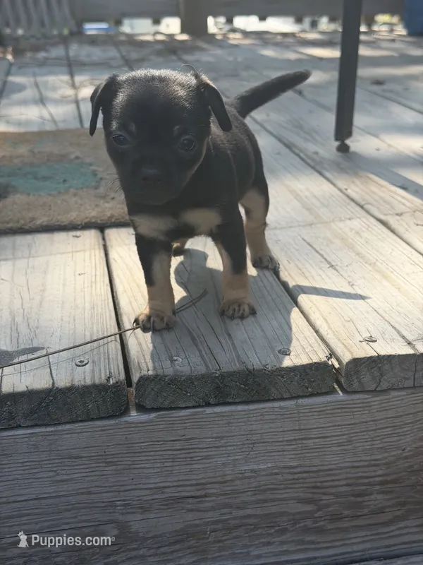 Baela – Chiweenie puppy for sale in Wilmington, NC