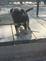 Baela, a female Chiweenie for sale in Wilmington, NC – 4 of 9
