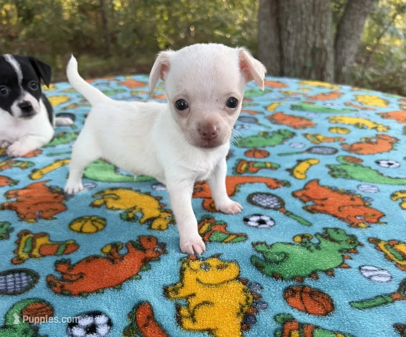 CKC Chico – Chihuahua puppy for sale in Hubert, NC