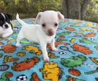 CKC Tiny , a male Chihuahua for sale in Castle Hayne, NC – 4 of 9