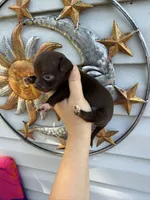 CKC Tank, a male Chihuahua for sale in Wilmington, NC – 2 of 4