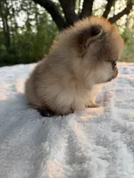 Indigo CKC, a female Pomeranian for sale in Wilmington, NC – 7 of 7