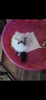 Babygirl, a female Pomeranian for sale in Swansboro, NC – 3 of 3