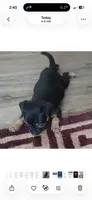 Baela, a female Chiweenie for sale in Wilmington, NC – 3 of 9