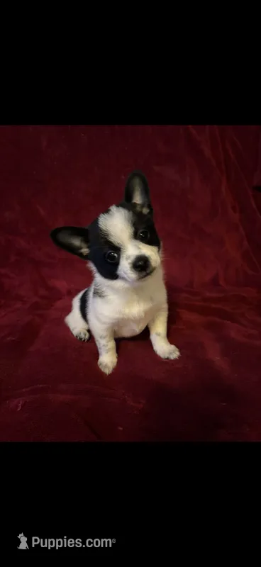 Chachi – Chihuahua, Pomeranian puppy for sale in Swansboro, NC